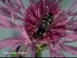 Syrphide