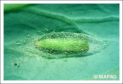 Fausse-teigne des crucif�res