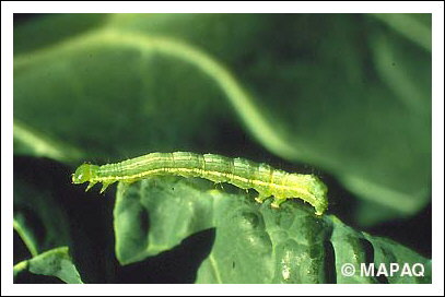 Fausse-arpenteuse du chou