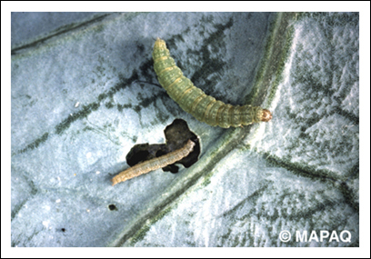 Fausse-teigne des crucif�res