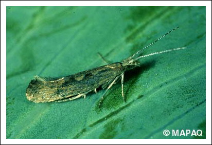 Fausse-teigne des crucif�res