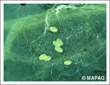 Fausse-teigne des crucif�res