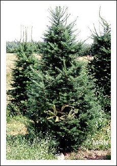 Rouille-balai de sorci�re