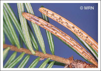 Br�lure printani�re