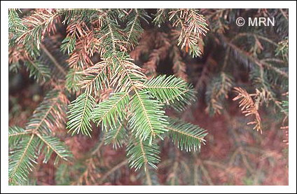 Br�lure printani�re