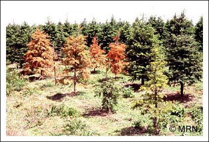 Cylindrocarpon destructeurs