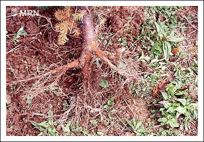 Cylindrocarpon destructeurs