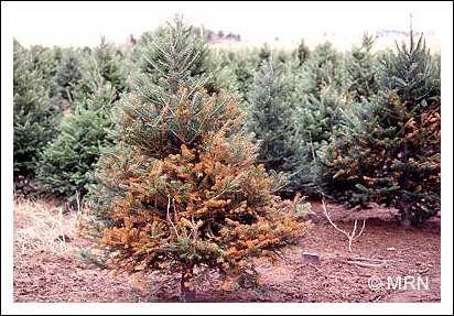 Dessication hivernale