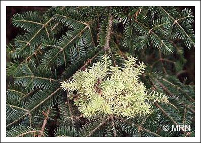 Rouille-balai de sorci�re