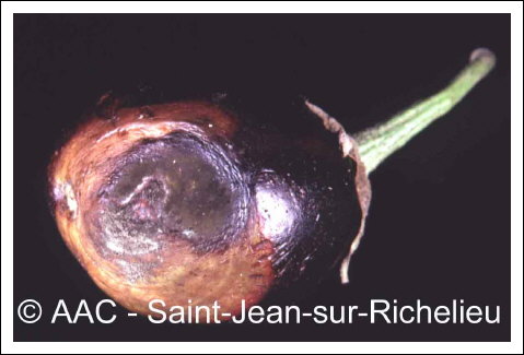 Alternaria solani Sorauer