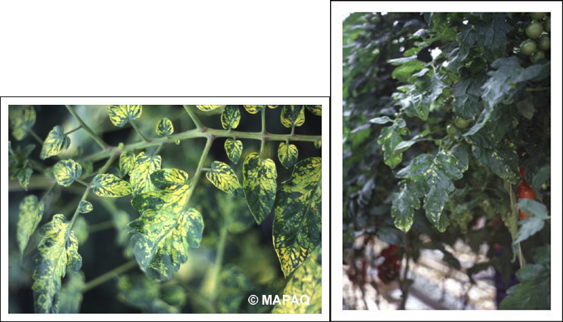 Virus de la mosaque du Ppino (VMPep)