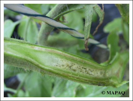 LGUMES - TOMATE - Partie arienne