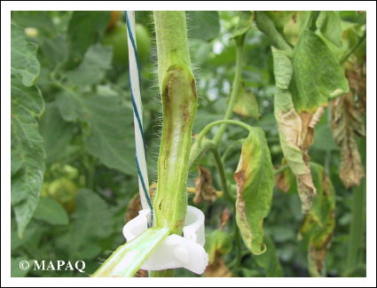 LGUMES - TOMATE - Partie arienne