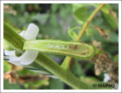 LGUMES - TOMATE - Partie arienne