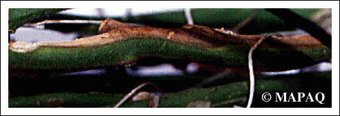 LGUMES - TOMATE - Partie arienne