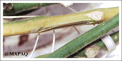 LGUMES - TOMATE - Partie arienne