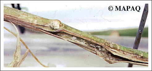 LGUMES - TOMATE - Partie arienne