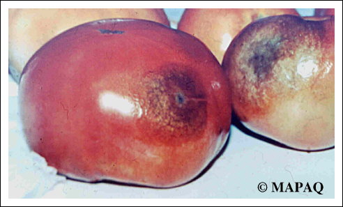 LGUMES - TOMATE - Partie arienne