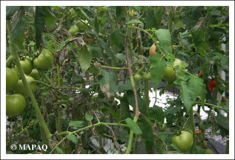 LGUMES - TOMATE - Partie arienne