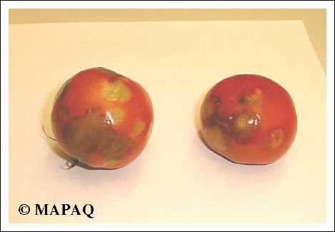 LGUMES - TOMATE - Partie arienne