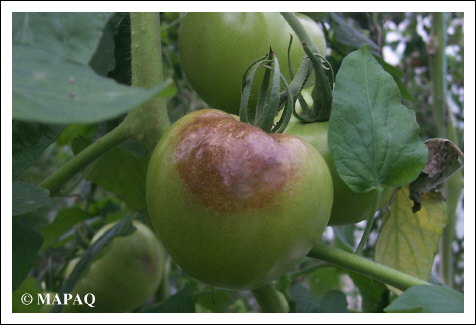 LGUMES - TOMATE - Partie arienne