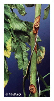 LGUMES - TOMATE - Partie arienne