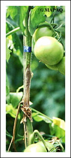 LGUMES - TOMATE - Partie arienne