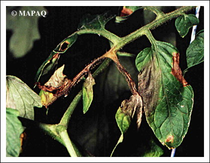 LGUMES - TOMATE - Partie arienne