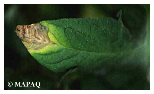 LGUMES - TOMATE - Partie arienne
