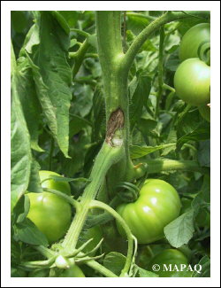 LGUMES - TOMATE - Partie arienne