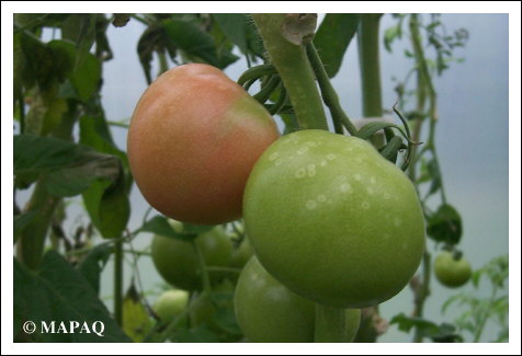 LGUMES - TOMATE - Partie arienne