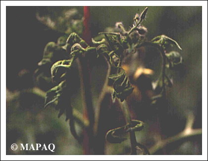 LGUMES - TOMATE - Partie arienne