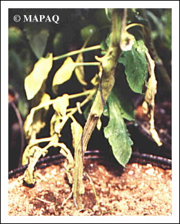 LGUMES - TOMATE - Partie racinaire