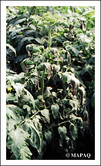 LGUMES - TOMATE - Partie racinaire