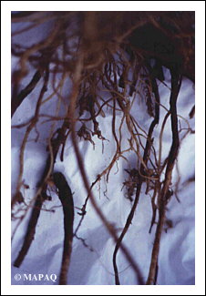 LGUMES - TOMATE - Partie racinaire