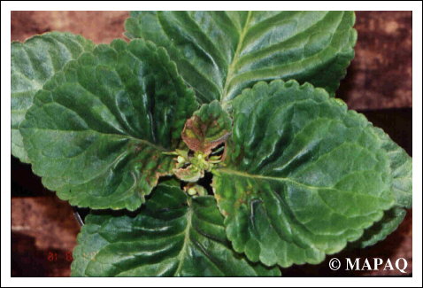 ORNEMENTAL - D�PISTAGE - TMV-ToMV: KIT AGDIA