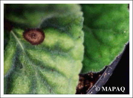 ORNEMENTAL - D�PISTAGE - TMV-ToMV: KIT AGDIA