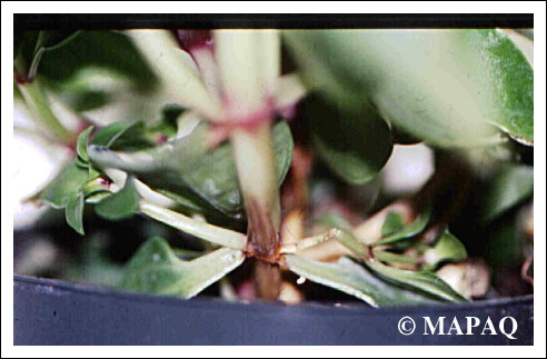 ORNEMENTAL - D�PISTAGE - TMV-ToMV: KIT AGDIA