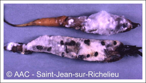 Sclerotinia sclerotiorum (Lib.) de Bary