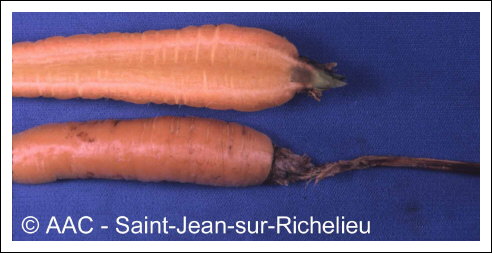 Sclerotinia sclerotiorum (Lib.) de Bary