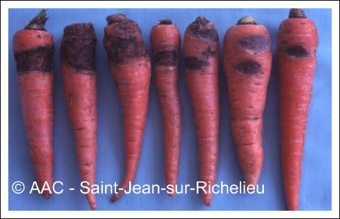 Rhizoctonia solani K�hn