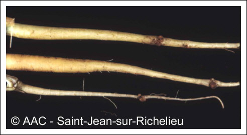 Agrobacterium tumefaciens (Smith & Townsend) Conn