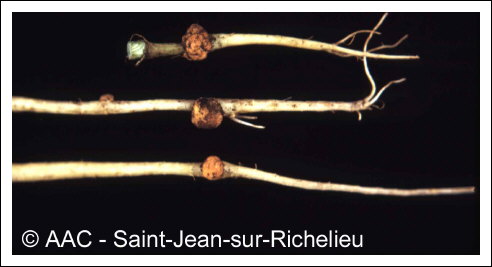 Agrobacterium tumefaciens (Smith & Townsend) Conn