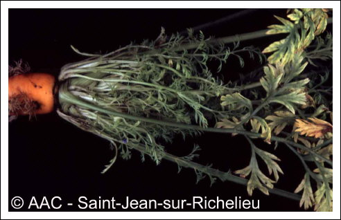 Aster yellows phytoplasma