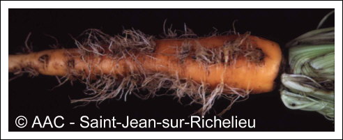 Aster yellows phytoplasma