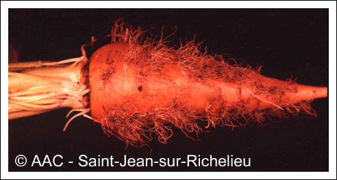 Aster yellows phytoplasma