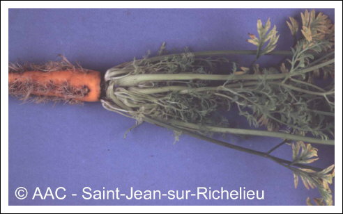 Aster yellows phytoplasma