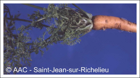 Aster yellows phytoplasma