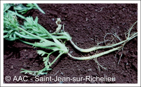 Temp�rature �lev�e