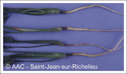 Temp�rature �lev�e